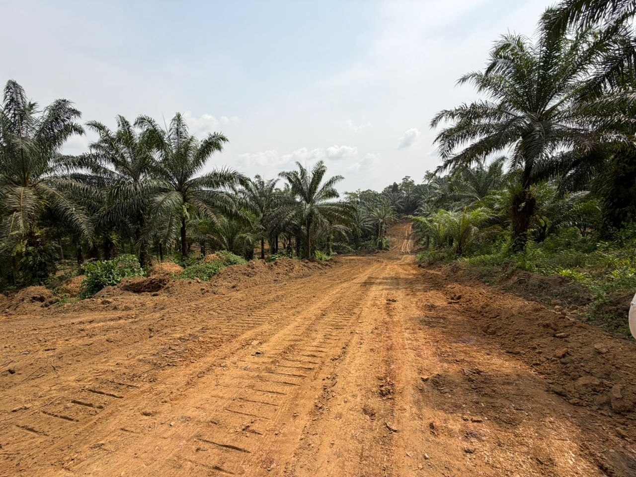 Piste de latérite rouge traversant la plantation