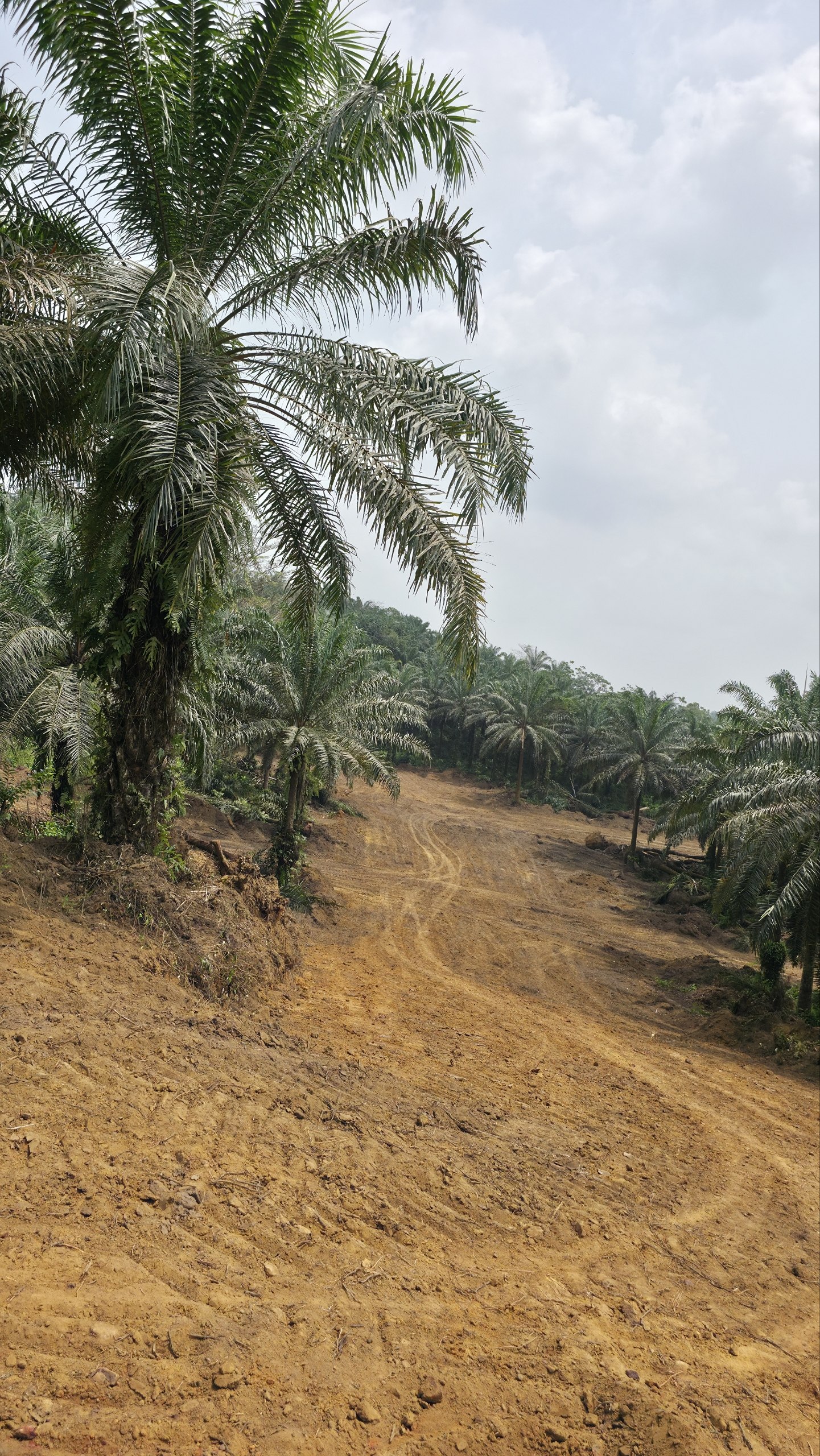 Palmeraie sur terre rouge — PK30, Missolé II